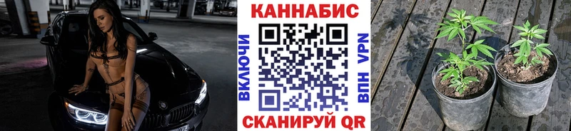 Конопля сатива Облучье